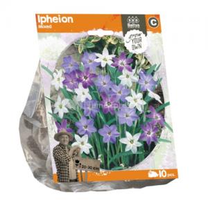 Baltus Ipheion Mixed bloembollen per 10 stuks